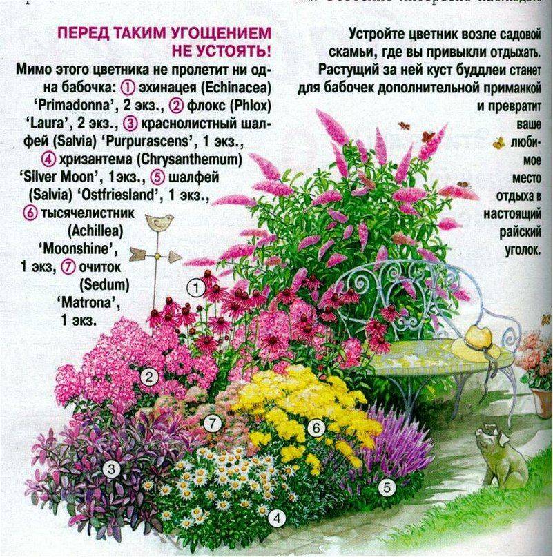 Цветники и клумбы своими руками на даче цветущие все лето (84 фото): низкорослые цветы и их названия, какие лучше посадить однолетние и многолетние виды
