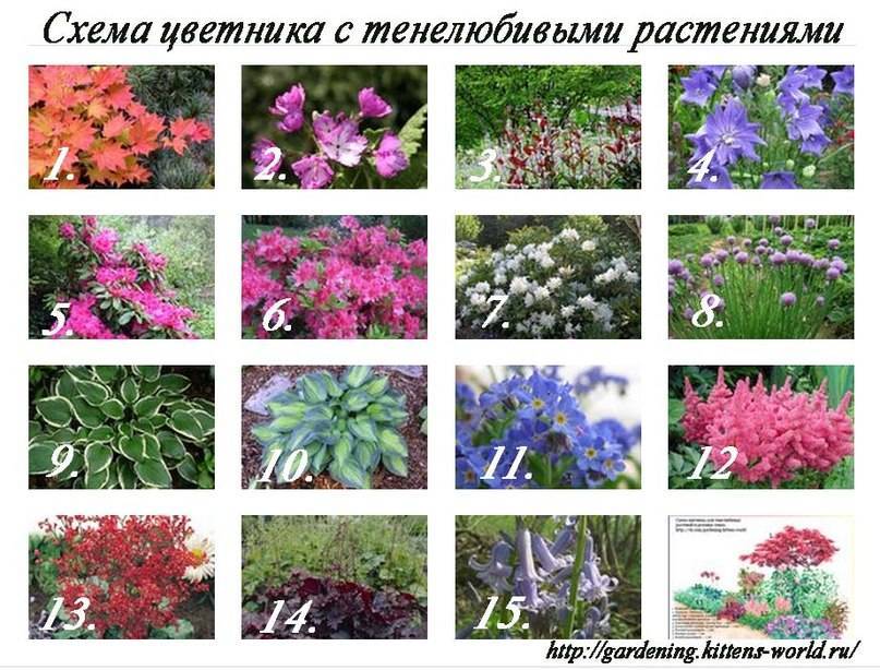 Клумбы из многолетних цветов фото и готовые схемы