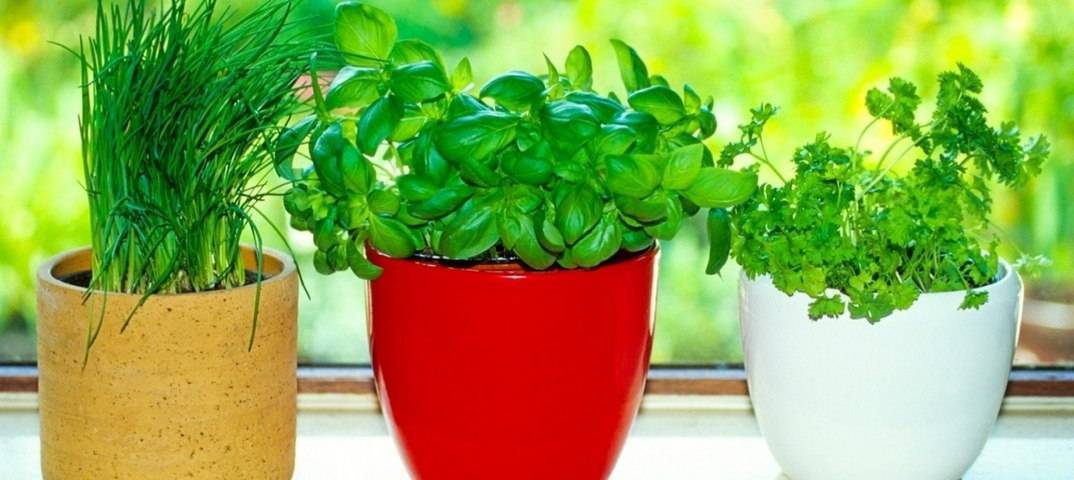 Цветы которые должны быть в каждом доме