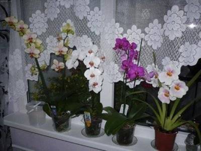 Можно ли в спальне держать комнатные растения?