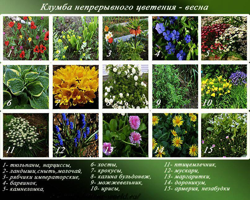 Многолетники для красивой клумбы - сочетания - сад и клумба