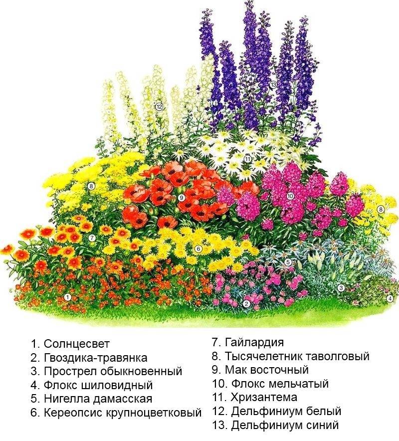 10 лучших растений для украшения летней террасы — sad-fialok.ru — про сад и цветы