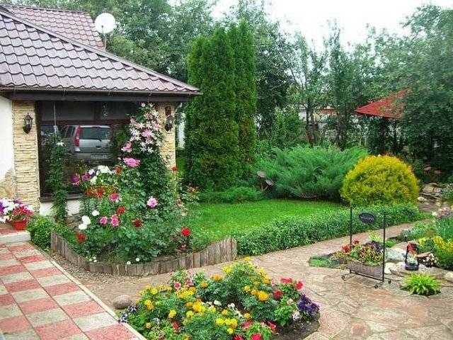 Декоративные кустарники для сада