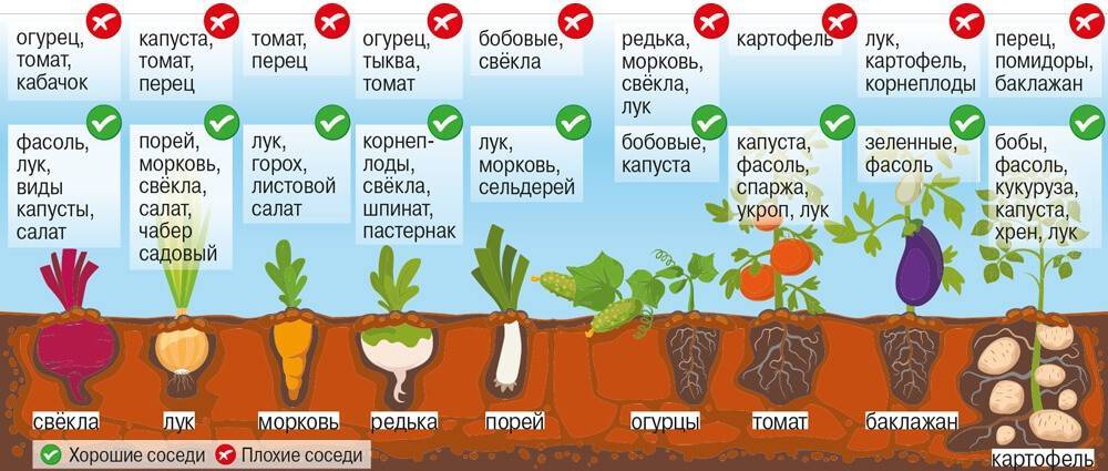 Овощи в огороде: самые неприхотливые, теневыносливые, необычные